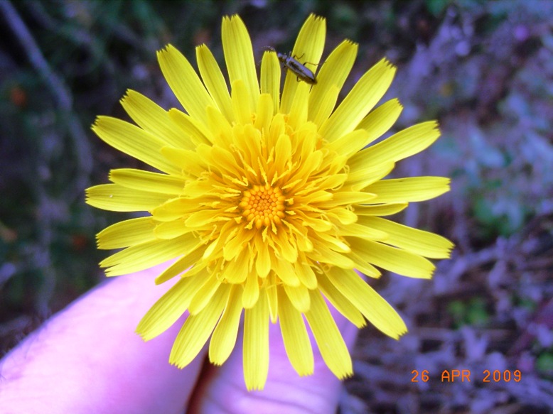 Sonchus bulbosus / Radicchiella bulbosa
